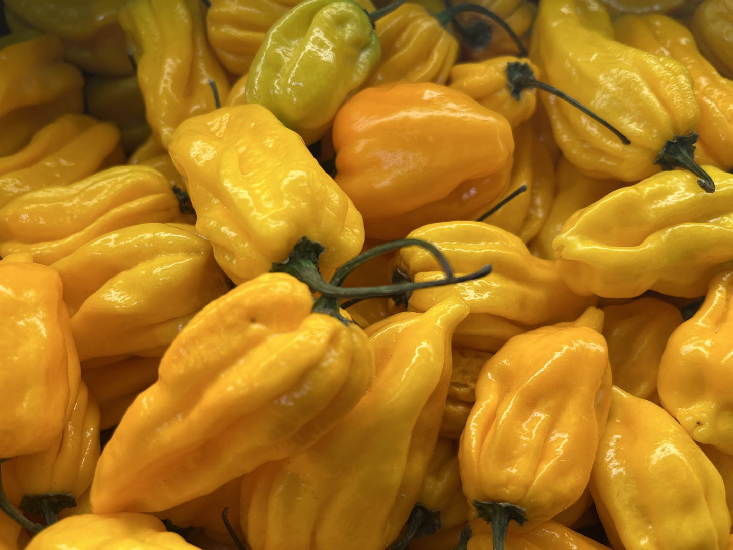 Fresh Habanero Pepper(VERY HOT)/100g - Yellow
