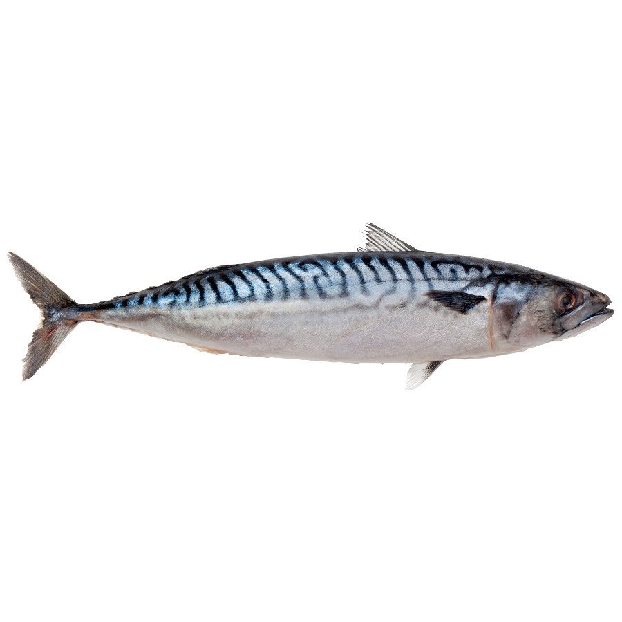 Frozen Mackerel W/R 600+ 1kg