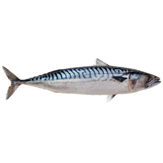 Frozen Mackerel W/R 600+ 1kg